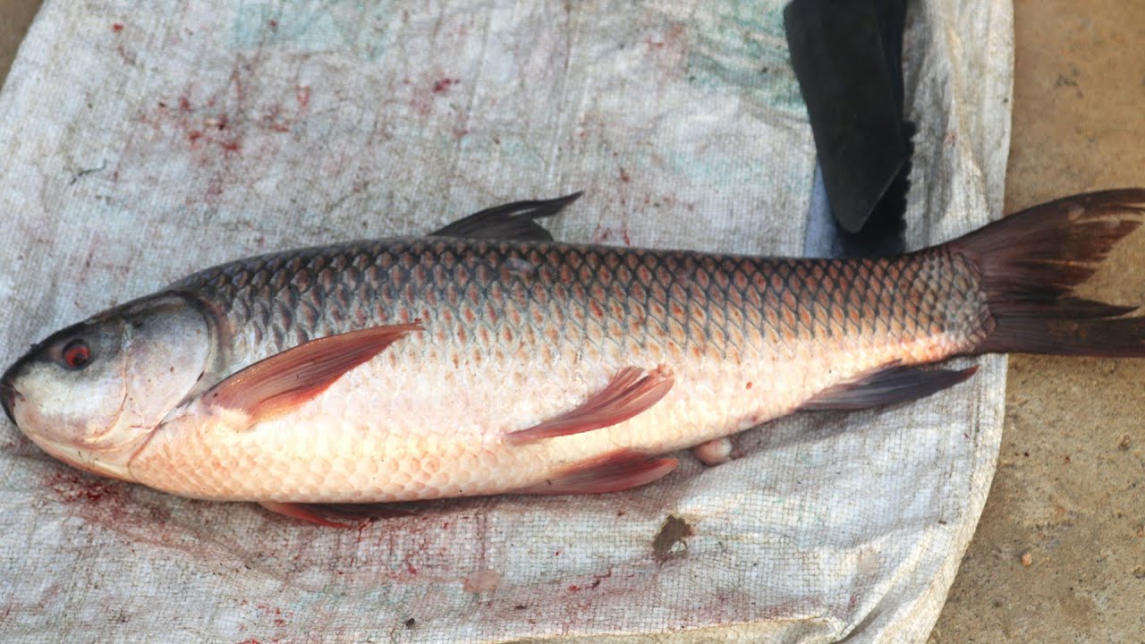 ROHU FISH CUTTING SKILLS | Big Rui Fish Skinning | Village Style Fish Cutting Process | Village Food