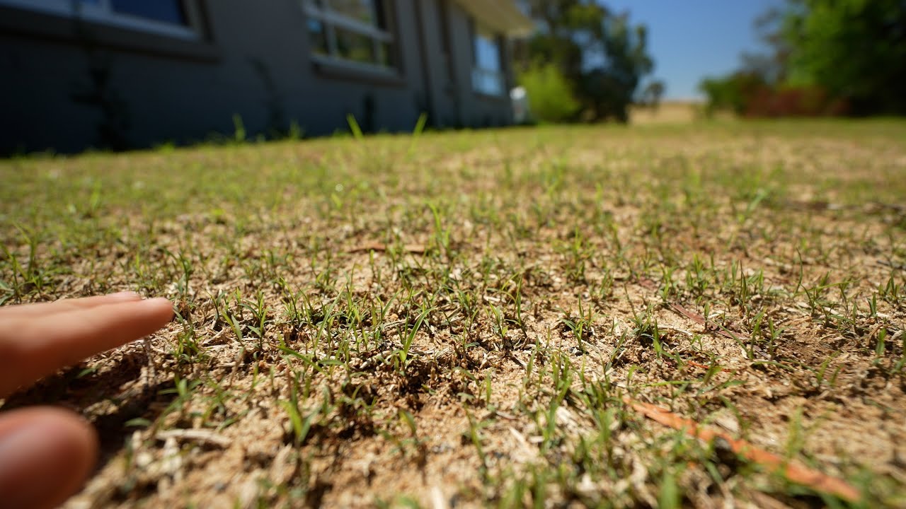 Problems with Our New Seeded Lawn Already? // Grubs, Weeds and More...