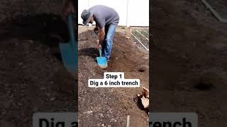 Planting Potatoes 5 Easy Steps