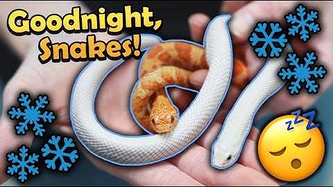 Brumation Time! Putting our Snakes into the Fridge!