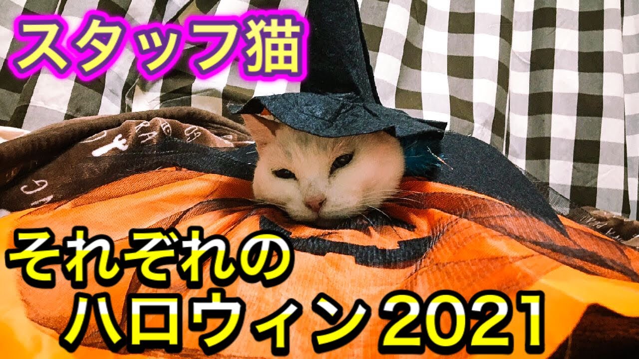 カボチャ溶けてる…病院スタッフ猫たちのハロウィン仮装が可愛すぎまし