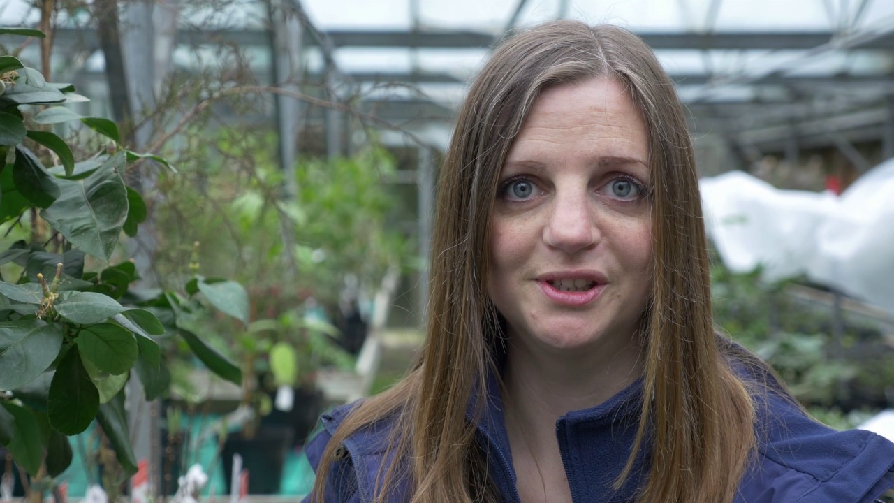 Feeding container grown plants - Burncoose Nurseries - YouTube