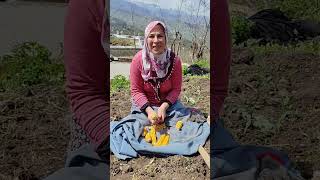 Dikmek Için Tarlaya Gittim Bugün