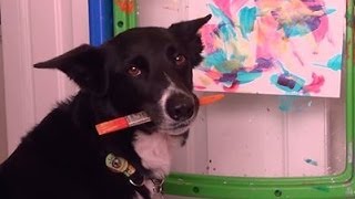 K9 Artist Brody the Border Collie Paints for SPCA Suncoast