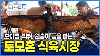 보아뱀을 시장에서 만나다니! 날개와 몸통을 분리해서 파는 박쥐 | 인도네시아 술라웨시 시장 탐방 | 세계테마기행 | #골라듄다큐