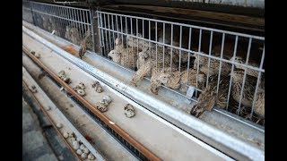 видео: ПЕРЕПЕЛИНАЯ ФЕРМА ТЕБЕ НЕ ПРИНОСИТ ОГРОМНЫЕ ДОХОДЫ  ТОГДА ТЕБЕ СЮДА картинка: ПЕРЕПЕЛИНАЯ ФЕРМА ТЕБЕ НЕ ПРИНОСИТ ОГРОМНЫЕ ДОХОДЫ  ТОГДА ТЕБЕ СЮДА