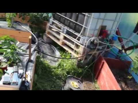 Video: Bengali Roos - Kodu Kasvuhoone Kaunistamine