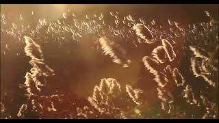 Chatham, Cape Cod Stock Footage of Golden Marsh Grass at Sunset #87A