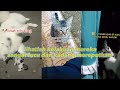 random lucu kelakuan hewan berbulu