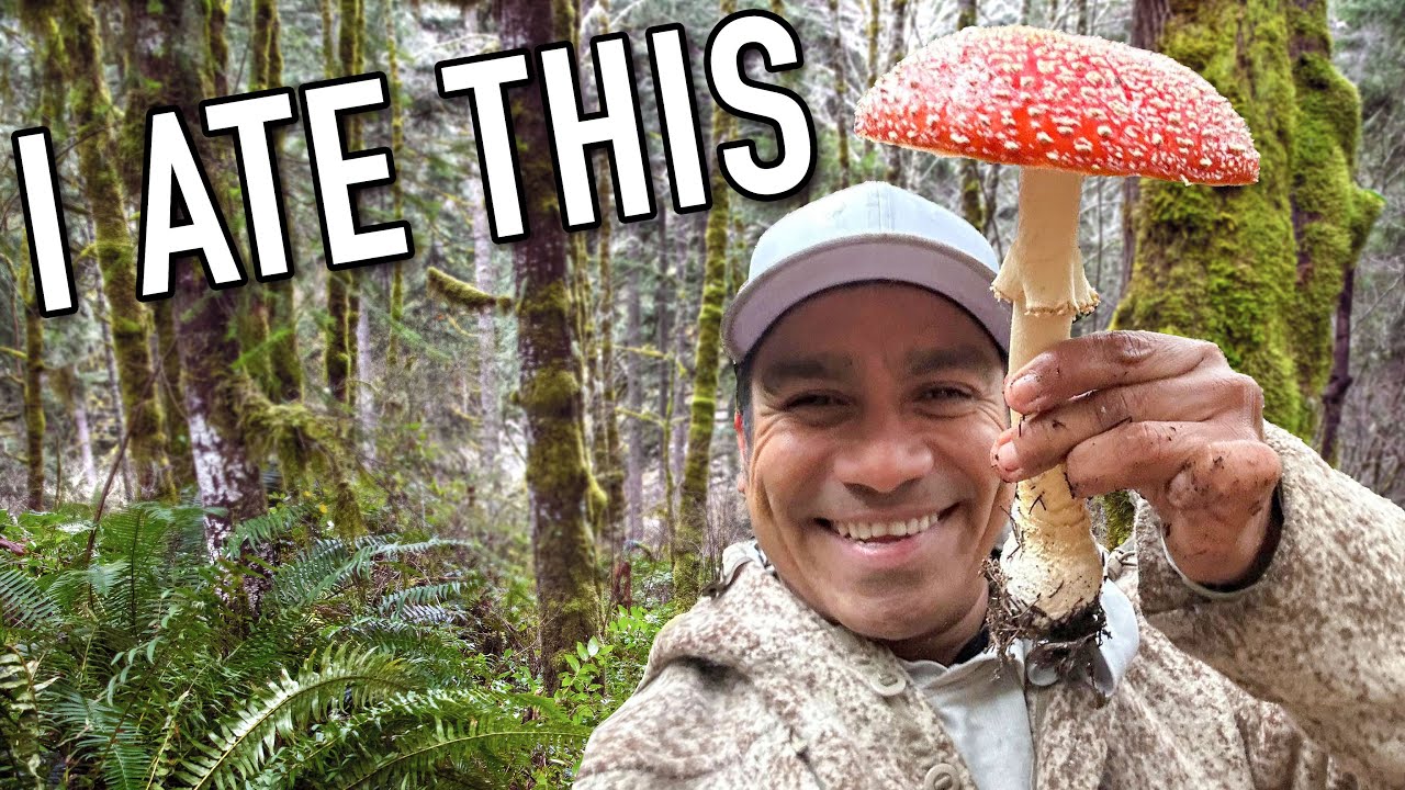 Poisonous Amanita Muscaria Catch and Cook