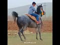 Boy Riding A Dancing Horse پسر بچه سوار بر اسب رقاص Horse Boy Dance Animals Funny حصان رقص Boy Riding A Dancing Horse پسر بچه سوار بر اسب رقاص Horse Boy Dance Animals Funny حصان رقص