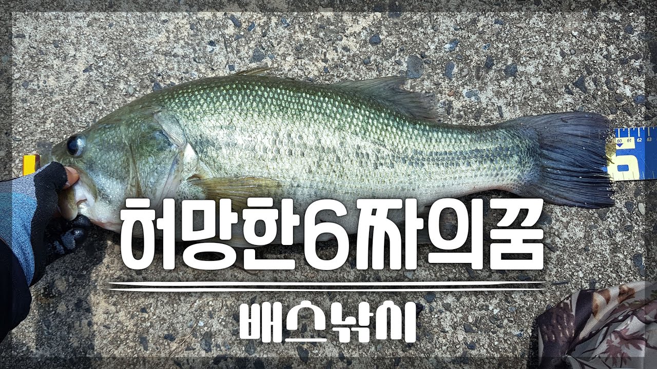 60cm 런커 될뻔 🍀 안동호 배스 낚시 Bass Fishing Pesca バス釣り 런커