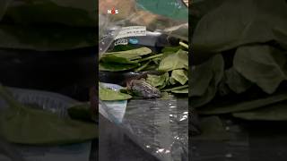 Vrouw Vindt Kikker In Zak Spinazie Gatverdarrie