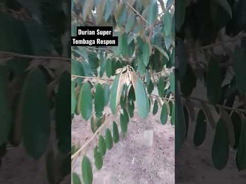 Durian Super Tembaga