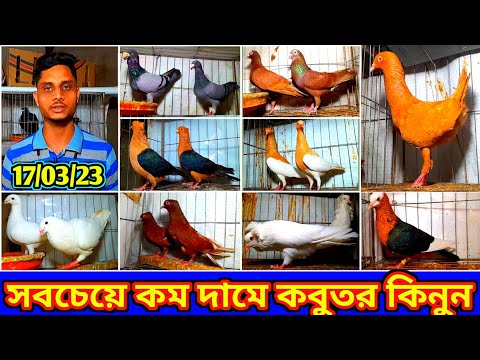 সবচেয়ে কম দামে কবুতর কিনুন | পাইকারি দামে কবুতর কিনুন | ফেন্সি কবুতর