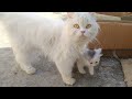 Mother and her 4 adorable kittens exploring rooftop for the first time in their new home