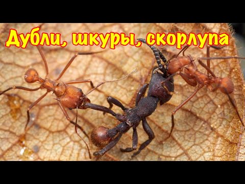 Видео: The Ants. Возврат дублей