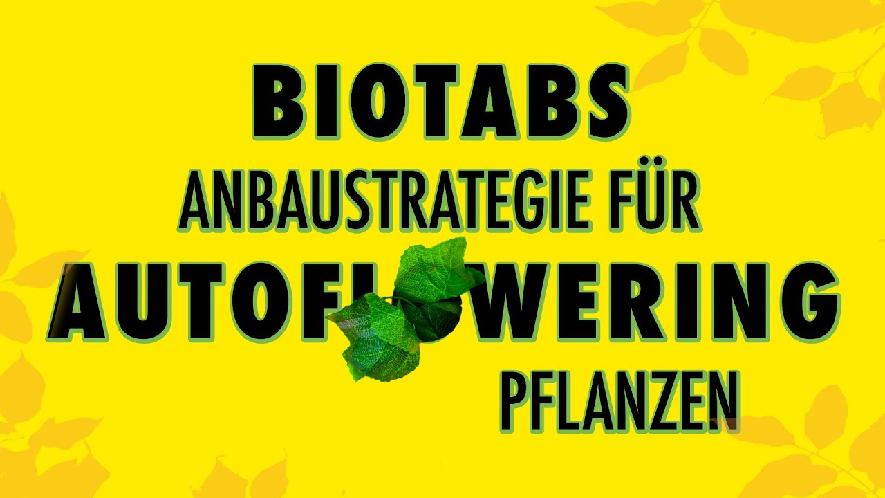 BioTabs anbaustrategie für autoflowering pflanzen