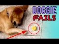 DOGGY DON&#39;T! | Try Not To Laugh At These Candid Dog Fails.. The Compilation  | Mas Supreme