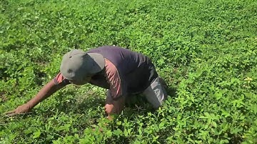 Smart Techniques of Great Farmers to Remove Weeds from Peanut Plants — Agriculture Farming