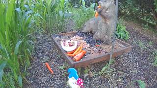Groundhogs eating and standing together