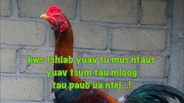 kws tshiab yuav xyaum tu qaib mus ntaus.. yuav tsum tau paub...!mloog ua ke