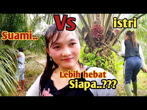 Panen sawit suami istri yang sangat romantis || buah sawit masak semua bukan KW bukan kaleng kaleng