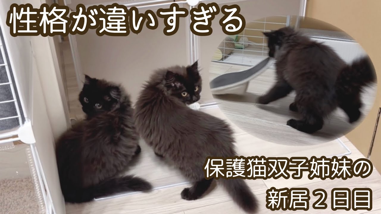 【保護猫】性格が違いすぎる双子姉妹の新居２日目