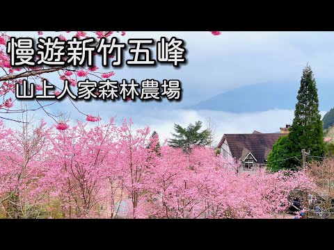 慢遊新竹山上人家櫻花季2025|粉紅富士櫻長龍路線完整介紹|台灣新竹觀光旅遊景點