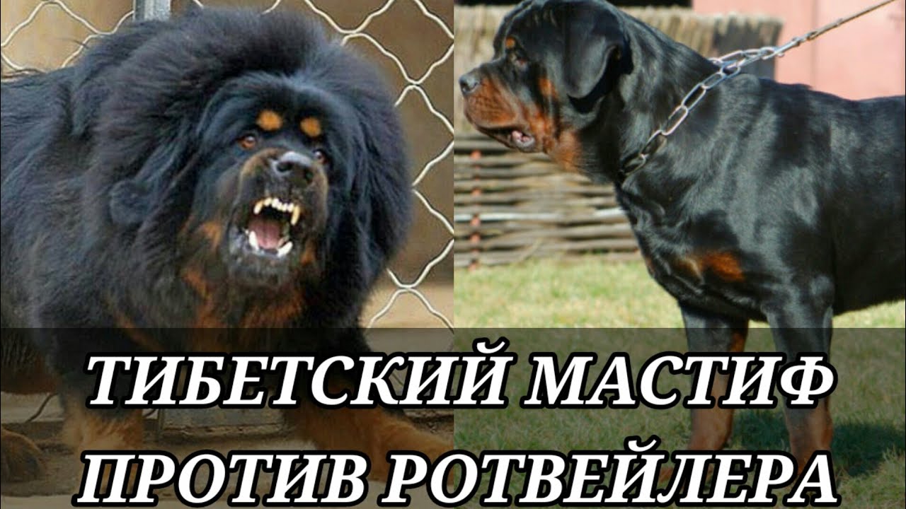 Кто сильнее!Тибетский мастиф против ротвейлера.//Батл собак//(ANIMALS ...