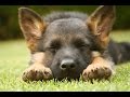 PUPPY TRAINING TIPS, HOW THEY LEARN - COLIN TENNANT MA PUPPY TRAINING TIPS, HOW THEY LEARN - COLIN TENNANT MA