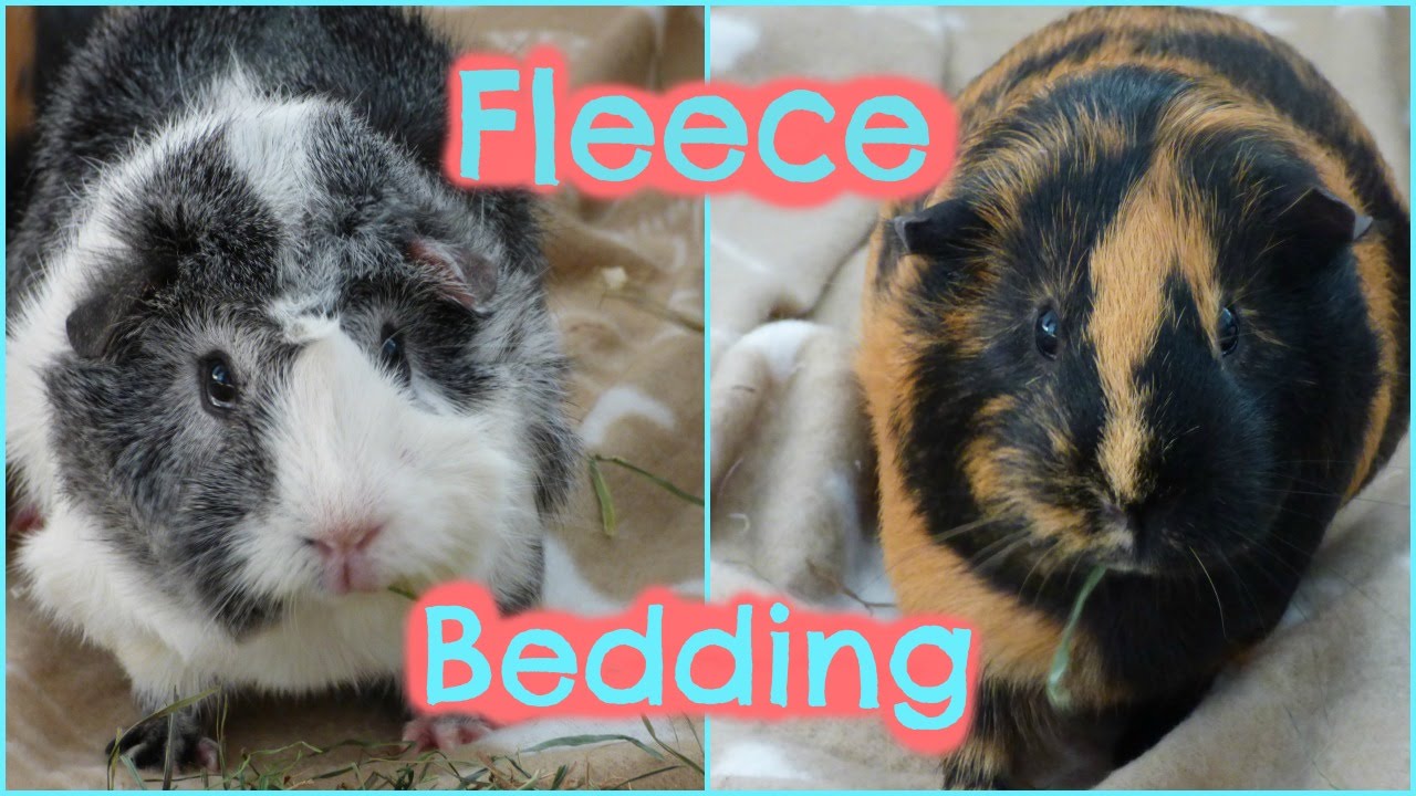 guinea pig bedding fleece blanket guinea pigs try out fleece bedding for the first time youtube guinea pig bedding fleece blanket guinea pigs try out fleece bedding for the first time youtube