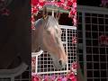 『Recalling the eternal love.🗽✴︎』 #アロースタッド #カリフォルニアクローム #フィレンツェファイア #californiachrome #firenzefire