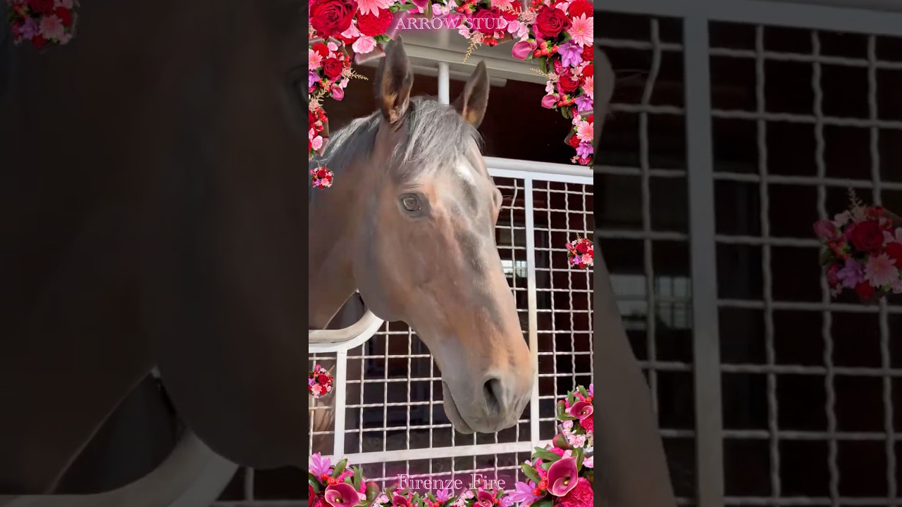 『Recalling the eternal love.🗽✴︎』 #アロースタッド #カリフォルニアクローム #フィレンツェファイア #californiachrome #firenzefire