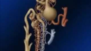 EL SISTEMA EXCRETOR EL SISTEMA EXCRETOR