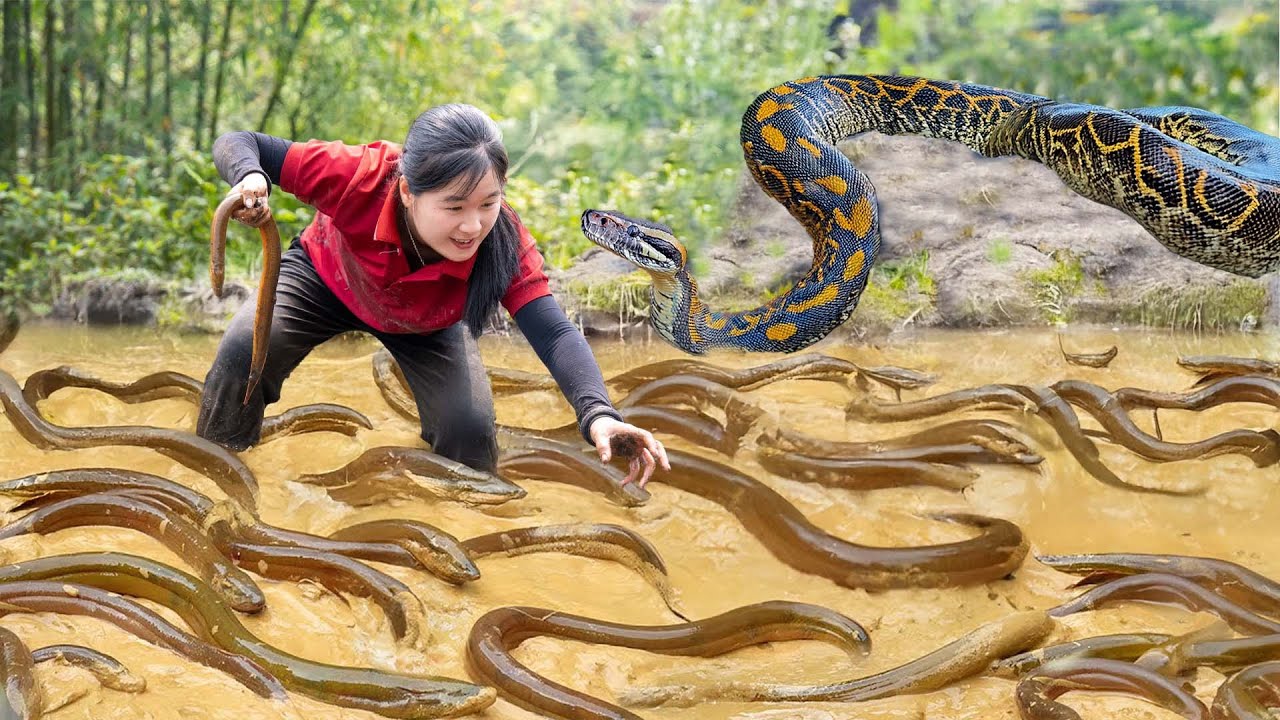 Harvest ANACONDA EELS in the Swamp Forest, Rescue Giant Python from ...