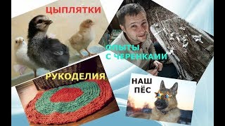 Первый вывод цыплят в инкубаторе // заложили яйца гусей Линда //прививка винограда и прочее // #82