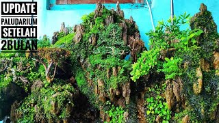 #157 update paludarium sederhana setelah 2bulan