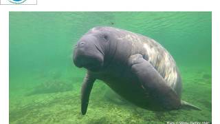 Meet the Florida Manatee: Adult Version