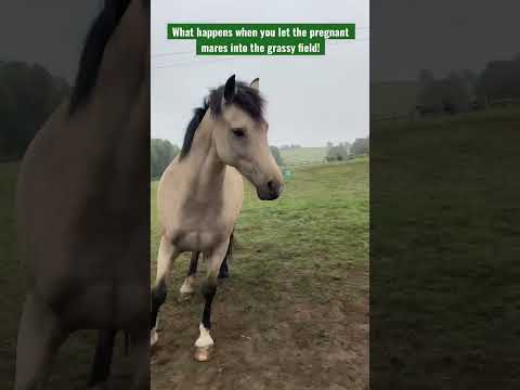 Video: Može li kobilarni konj zatrudnjeti?