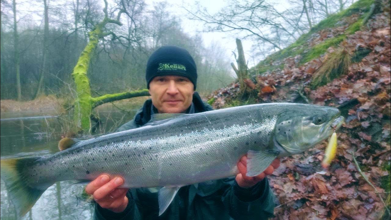 Srebrna zimowa troć. Fox 7 cm w akcji !!!