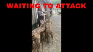 Velociraptor Army ATTACK! Full video. English Mastiffs Love Water #attack #dogs #dogmom