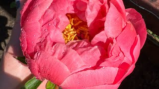 The perennial cut flower garden is waking up!