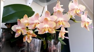 видео: ЗС Мои орхидеи в ЗАКРЫТОЙ СИСТЕМЕ часть 2 орхидея уход phalaenopsis картинка: ЗС Мои орхидеи в ЗАКРЫТОЙ СИСТЕМЕ часть 2 орхидея уход phalaenopsis