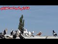 احلى حمام وكش الصبح عند المعلم مالك الله يبارك راعي الصيد احمد العقرباوي