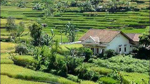 One of the most beautifull spots at Java, rice field