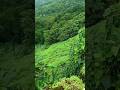 Nature At It's Best #travel #nature #mountains #bliss #greenery #shorts