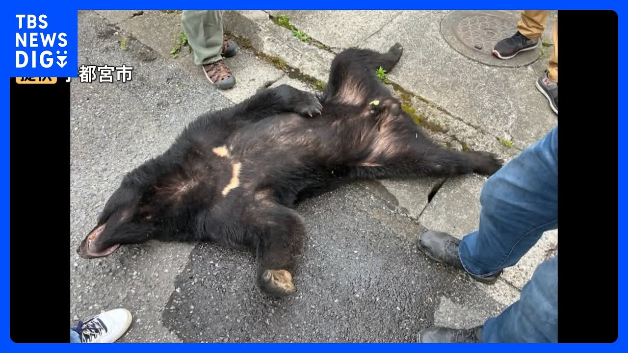 Is there a “second bear”? Residents on high alert in Utsunomiya