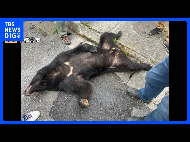 Is there a “second bear”? Residents on high alert in Utsunomiya