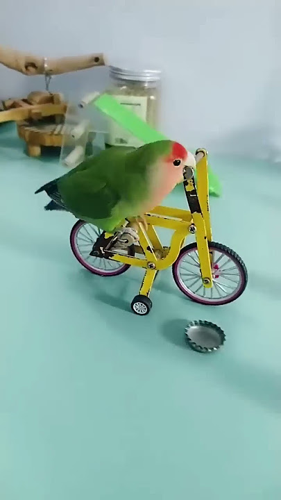 trend Parrot/lovebirds playing #birds #lovebird #shorts #ytshorts